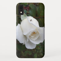 Delicate White Rose Nature