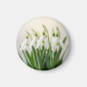 Delicate White Snowdrop Flowers Spring Bloom Magnet