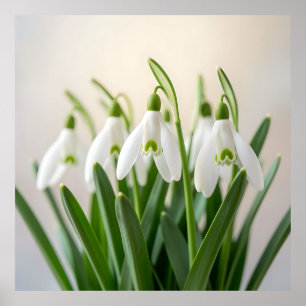 Delicate White Snowdrop Flowers Spring Bloom Poster