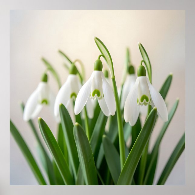 Delicate White Snowdrop Flowers Spring Bloom Poster (Front)