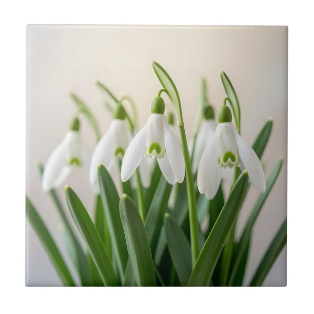 Delicate White Snowdrop Flowers Spring Bloom Tile (Front)