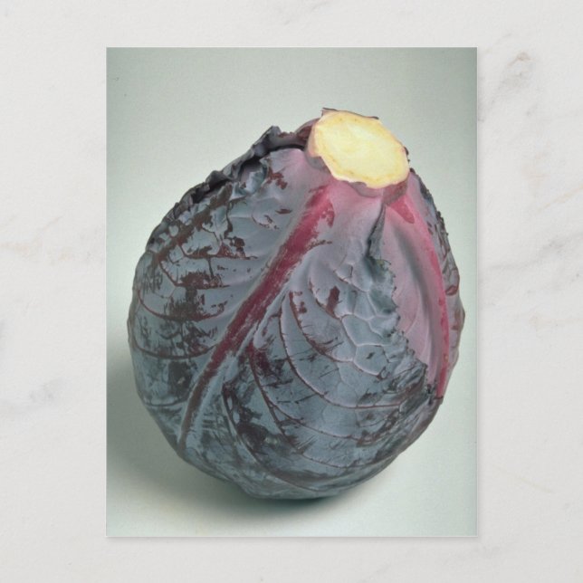 Delicious Cabbage Postcard (Front)