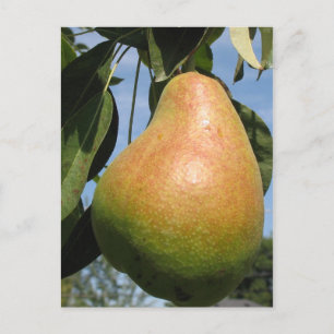 Delicious Pear Postcard