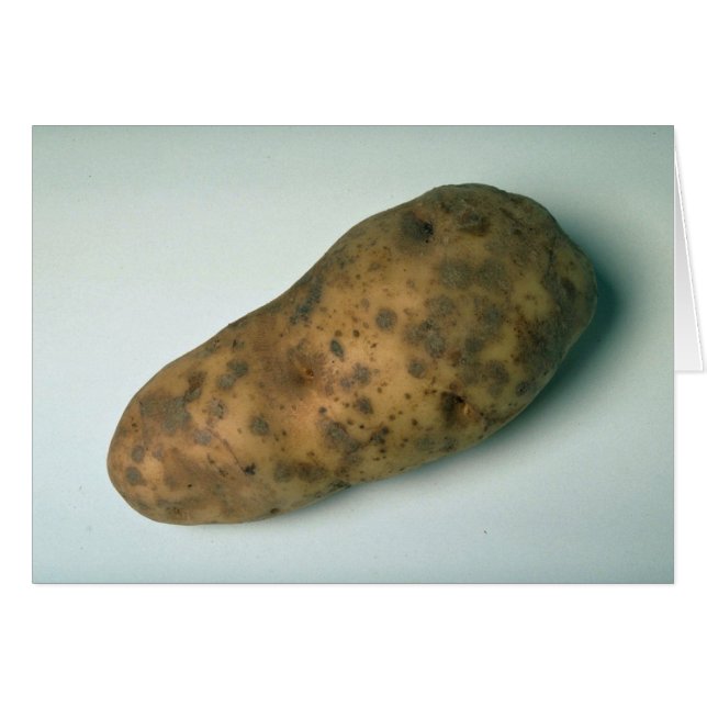 Delicious Potato (Front Horizontal)