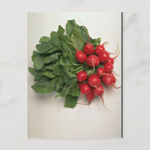 Delicious Radishes Postcard