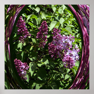 Delighted Lilacs..... Poster