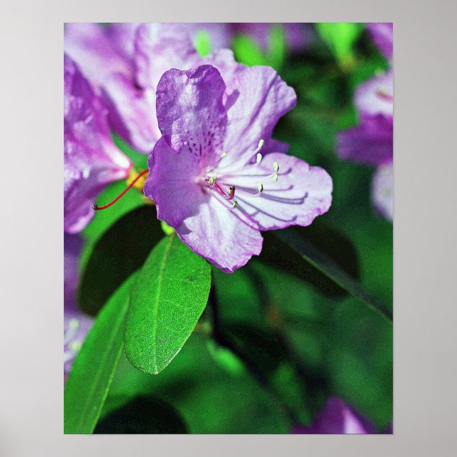 Delightful Lavender Poster II (Front)