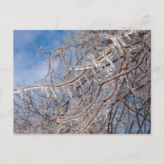 Delmar Loop in December Postcard