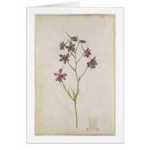 Delphinium ajacis, c.1568