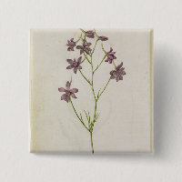 Delphinium ajacis, c.1568
