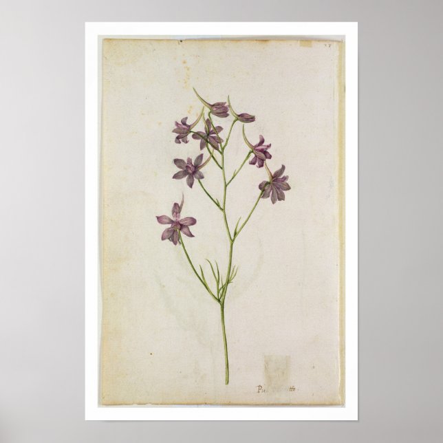 Delphinium ajacis, c.1568 poster (Front)