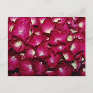 Delphinium  flowers postcard