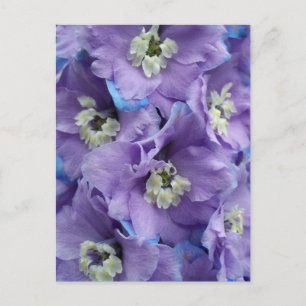 Delphinium Morning Light Postcard