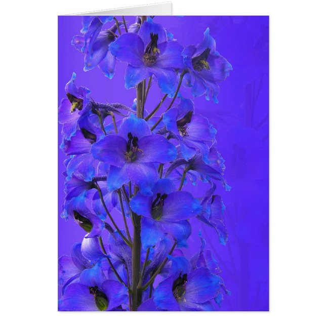 Delphinium photographic everyday card (Front)