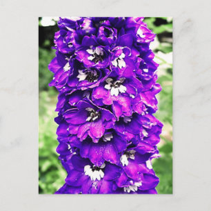 Delphinium Postcard