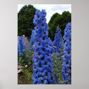 Delphinium Poster