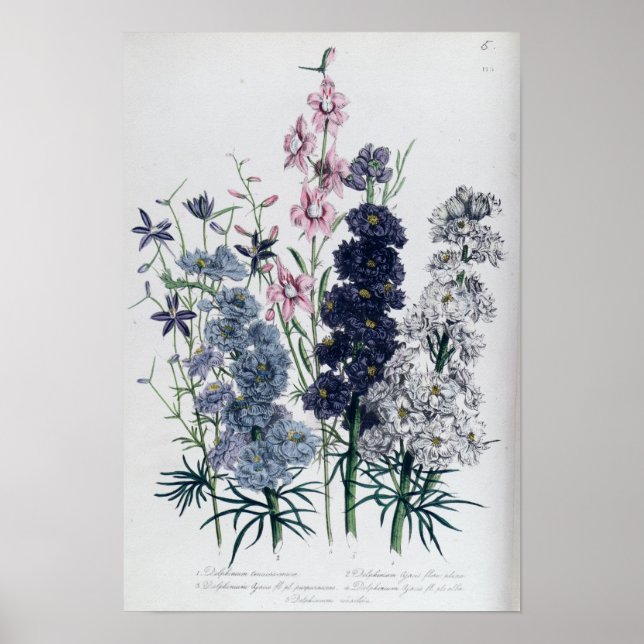 Delphiniums, from 'The Ladies' Flower Garden' Poster (Front)