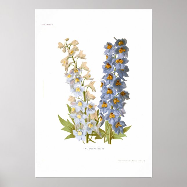 Delphiniums Poster (Front)