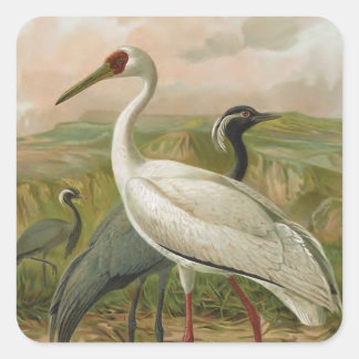 Demoiselle and Siberian Cranes Vintage Bird Square Sticker