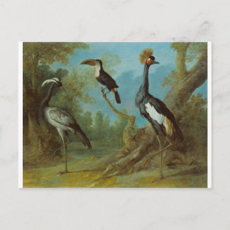 Demoiselle Crane, Toucan, and Tufted Crane Postcard