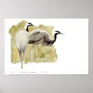 Demoiselle Cranes Poster