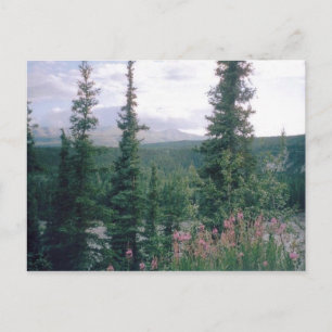 Denali, Alaska Postcard
