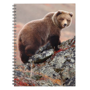 Denali Brown Bear Spiral Notebook