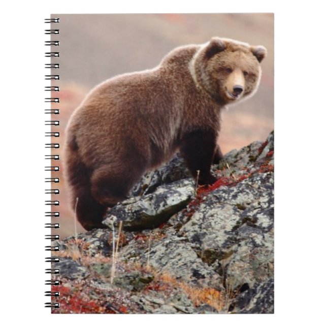 Denali Brown Bear Spiral Notebook (Front)