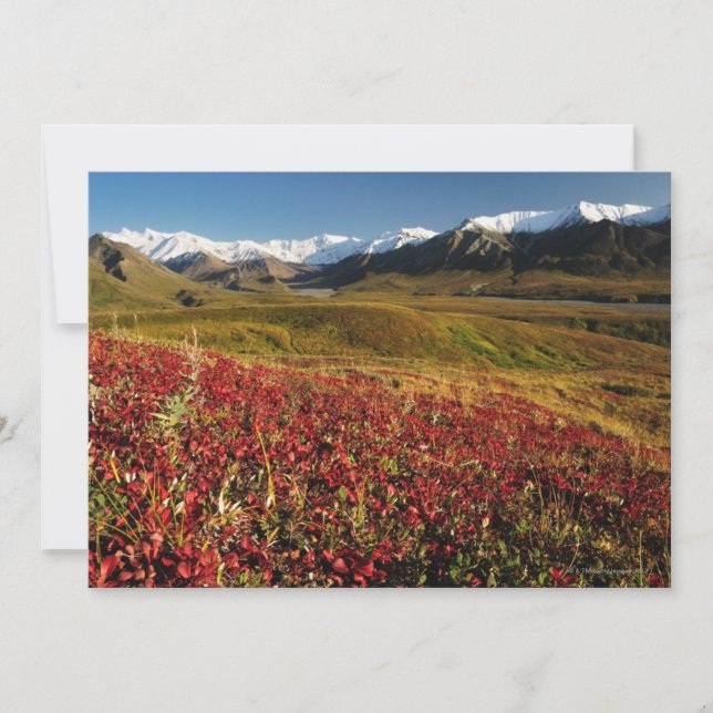 Denali National Park (Front)