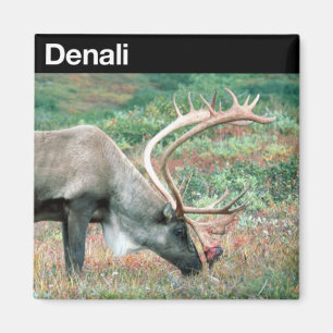 Denali National Park Magnet