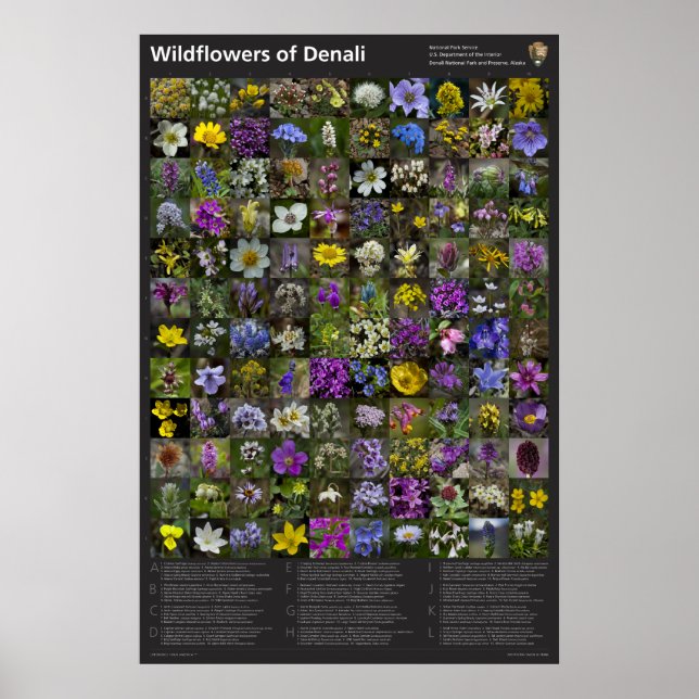 Denali Wildflower Poster (Front)