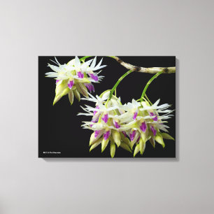 Dendrobium Amethystoglossum Canvas Print