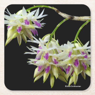 Dendrobium Amethystoglossum Square Paper Coaster