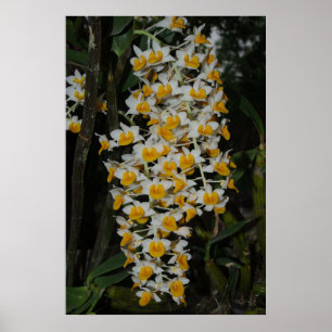 Dendrobium Densiflorum Poster
