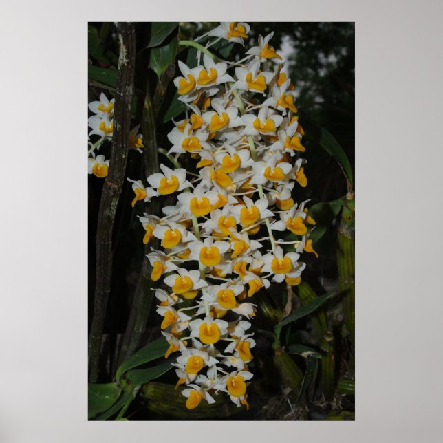 Dendrobium Densiflorum Poster (Front)