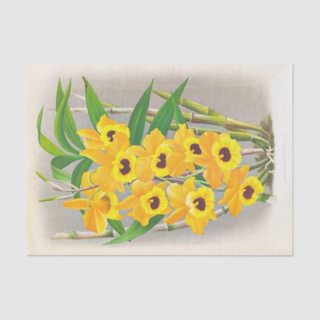 Dendrobium Paxtoni (Orchid) by Jean Jules Linden Tissue Paper (Front)