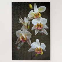 Dendroium Orchids