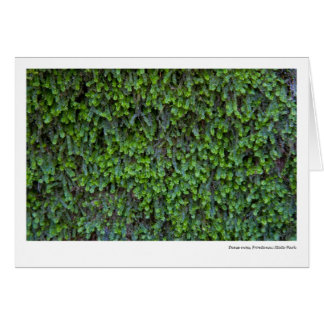 Dense moss, Frontenac State Park
