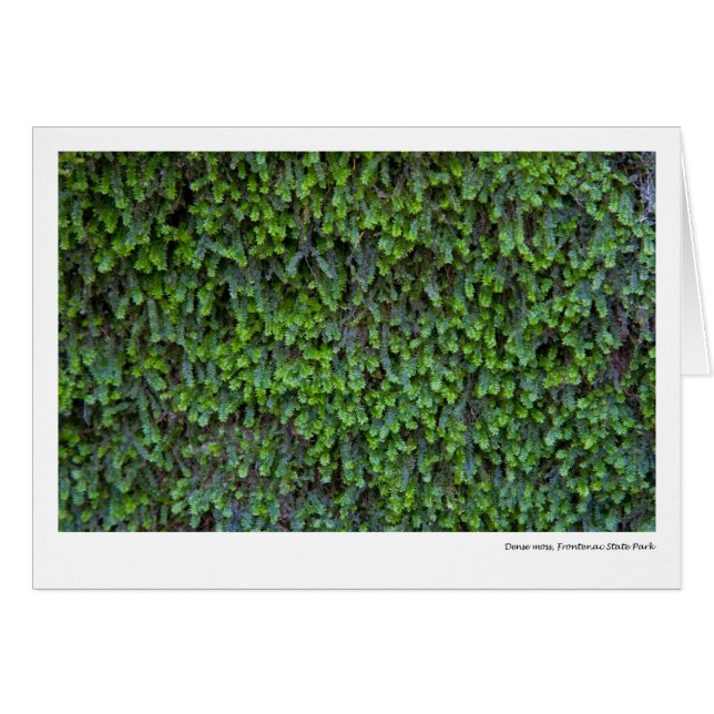 Dense moss, Frontenac State Park (Front Horizontal)