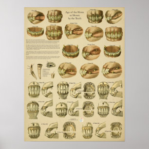Dental Age of Horse Teeth Poster