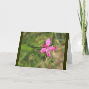 Deptford Pink Note Card