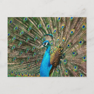 Der blaue Pfau Postcard