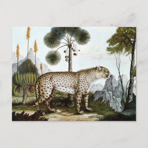 Der Gepard or The Cheetah (1886) Postcard