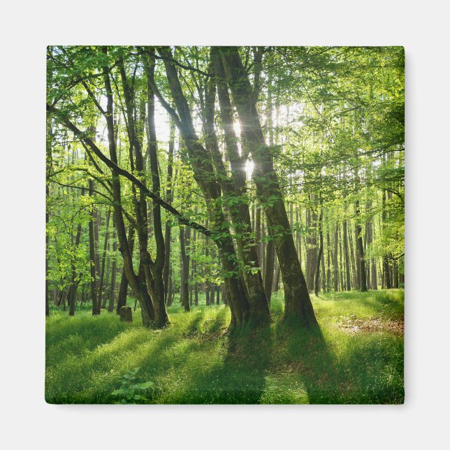 Der Wald im Frühling Magnet (Front)