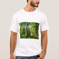 Der Wald im Frühling