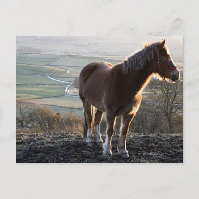 Derbyshire, England Postcard (Front)