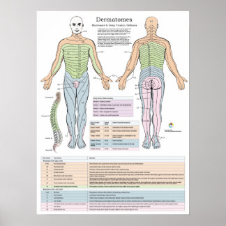 Dermatomes Myotomes and DTR Poster Chiropractic