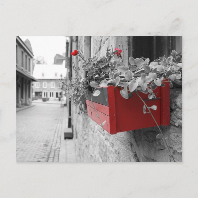 Des fleurs à Montréal Postcard (Front)