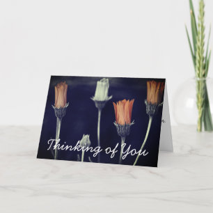 Desaturated African Spring Daisy Photograph Custom Card