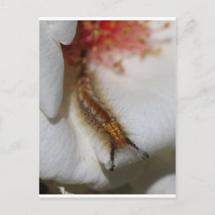 Descanso 050111 098 postcard